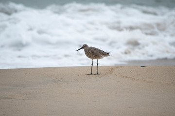 Willet