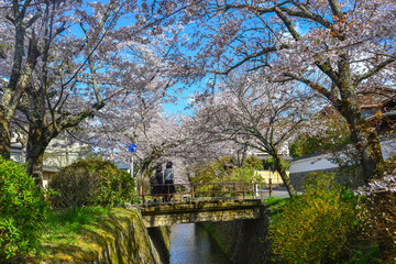 Fototapeta na wymiar Cherry blossom (sakura) in Kyoto, Japan