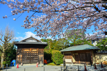 Cherry blossom (sakura) in Kyoto, Japan