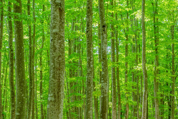 Fototapeta na wymiar 新緑のブナの森 