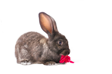 isolate young rabbit with red flower on white background
