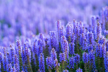 purple lavender field close up with lavender plants