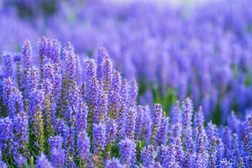 purple lavender field close up with lavender plants