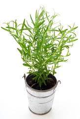 Rosemary (Rosmarinus Officinalis), Rosmary Plants in a Pot Isolated on White Background
