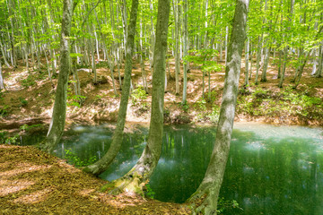 Obraz premium 新緑の美人林の池 新潟県十日町市