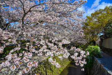 Cherry blossom (sakura) in Kyoto, Japan