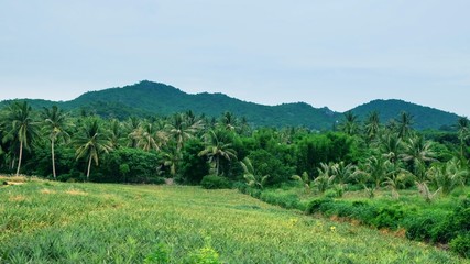 Scenic view to coconut palm trees on the outskirts of a pineapple plantation in the rural area with green overgrown mountains and blue sky ,white clouds  in the background.
