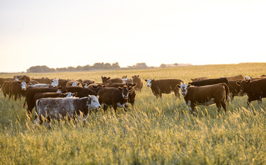 Steers and heifers raised with natural grass, Argentine meat production