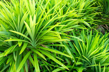 Picture pandan trees in garden, for good smelling.