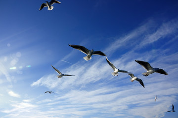 Close up flock of seagulls flying over blue sunny sky