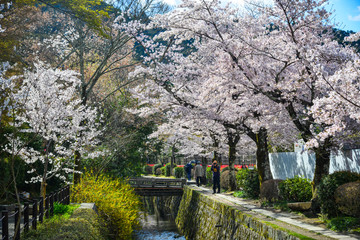 Cherry blossom (sakura) in Kyoto, Japan