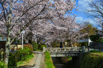 Cherry blossom (sakura) in Kyoto, Japan