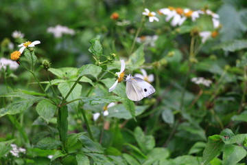 butterfly on flower