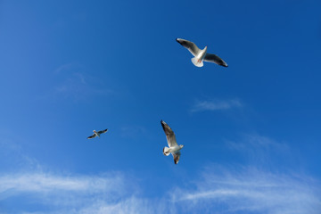 Fototapeta na wymiar Close up seagulls flying over blue sunny sky