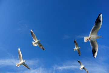 Close up seagulls flying over blue sunny sky