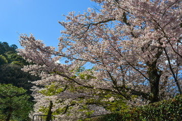 Cherry blossom (sakura) in Kyoto, Japan