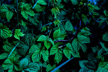 natural leaf pattern