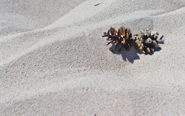 Pine cone on the beach.