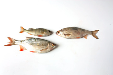 perch, rudd and roach fish on white background