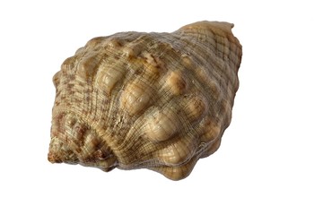 Conchiglia di Stramonita haemastoma