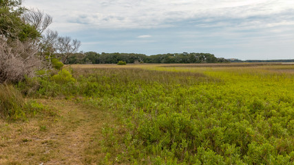 Saltwater Marsh in Florida