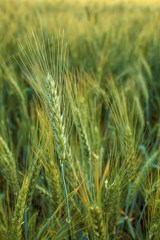 Fototapeta premium barley field in sunset time