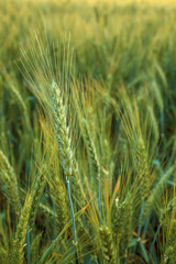 barley field in sunset time