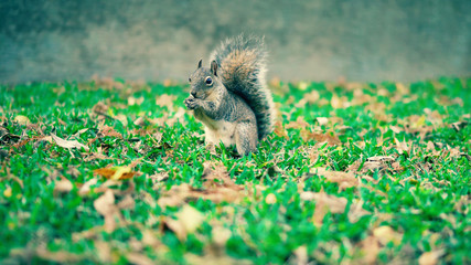 Squirrel