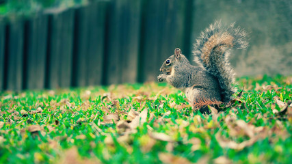 Squirrel