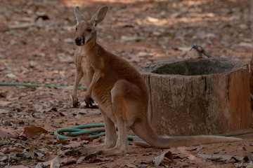 Naklejka na ściany i meble Red Kangaroo standing up in zoo, nakhonratchasima, thailand.