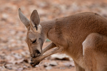 Red Kangaroo standing up in zoo, nakhonratchasima, thailand.