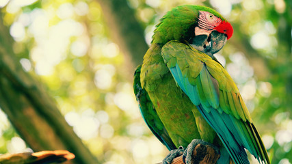 Parrot on branch