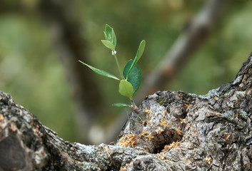 Olivenbaum mit jungem Trieb.