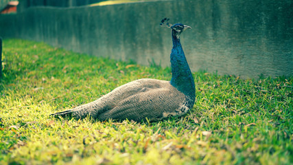 Peacock with feathers