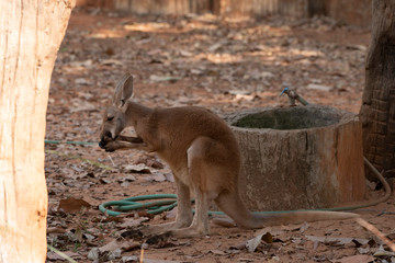 Fototapeta premium Red Kangaroo standing up in zoo, nakhonratchasima, thailand.