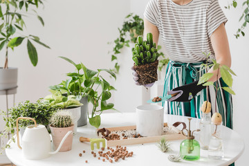 Woman gardeners transplanting plant in ceramic pots on the white wooden table. Concept of home garden. Spring time. Stylish interior with a lot of plants. Taking care of home plants. Template.