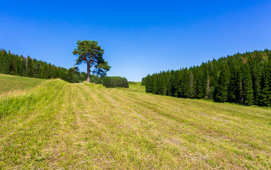 Fototapeta na wymiar Lonely pine on the field next to the coniferous spruce forest in summer