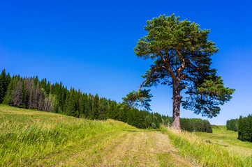 Lonely pine on the field next to the coniferous spruce forest in summer