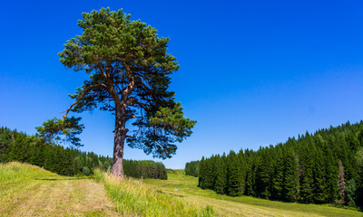 Obraz premium Lonely pine on the field next to the coniferous spruce forest in summer