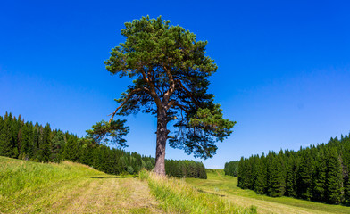Obraz premium Lonely pine on the field next to the coniferous spruce forest in summer