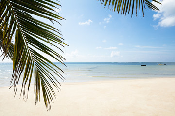 Palm Leaves Turtle Bay, Mahe Island, Seychelles