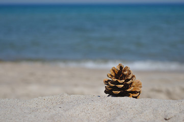 Pine cone on the beach.