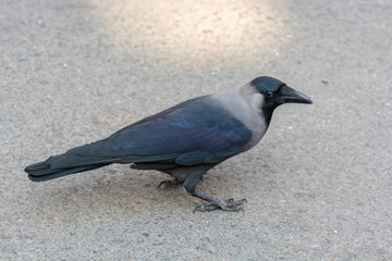 crow