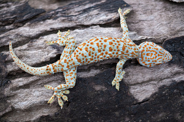 Tokay gecko