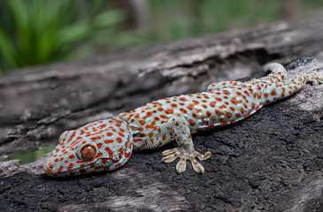 Tokay gecko on old wood log
