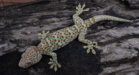 Tokay gecko