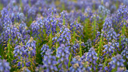 Obraz premium blue Muscari armeniacum, Grape Hyacinths flowers in spring garden.