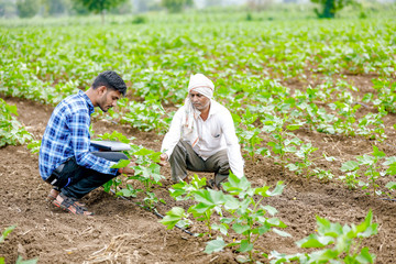 Naklejka na ściany i meble agronomist with farmer at cotton field