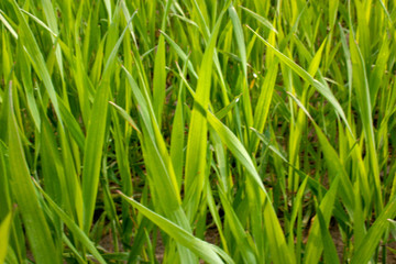 Natural background - bright green leaves of winter seedlings in spring.