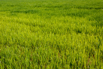 Natural background - bright green leaves of winter seedlings in spring.